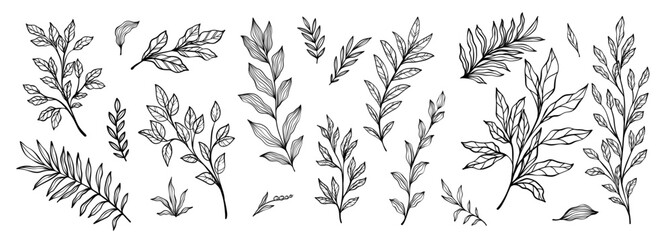 Set of branch and leaves collection. Floral hand drawn vintage set. Sketch line art illustration. Element design for greeting cards and invitations of the wedding, birthday