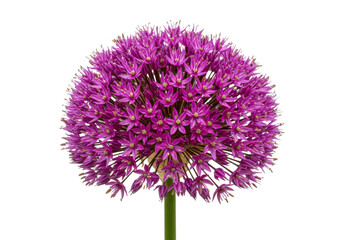 Isolated Allium Flower Head with Budding Petals and a Vibrant, Beautiful Magenta Color