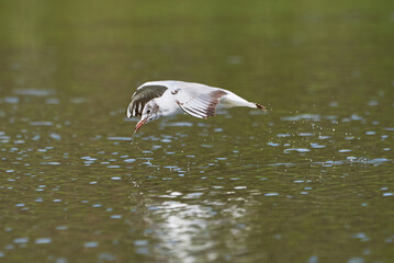 The seagull flying above the surface of water and catching small fish