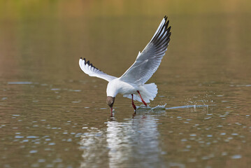 The seagull flying above the surface of water and catching small fish