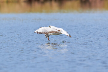 The seagull flying above the surface of water and catching small fish