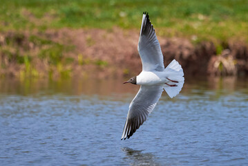The seagull flying above the surface of water and catching small fish