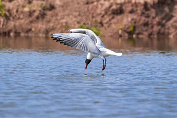 The seagull flying above the surface of water and catching small fish