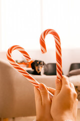 one beautiful curly-haired girl sits with a puppy near the Christmas tree, New Year's photo session with candy lollipop.