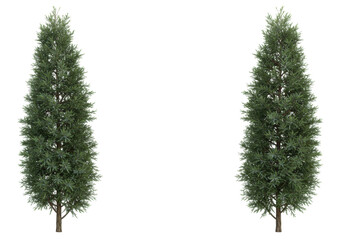 Isolated arborvitae trees, conifers, evergreen foliage, upright plants for landscaping design