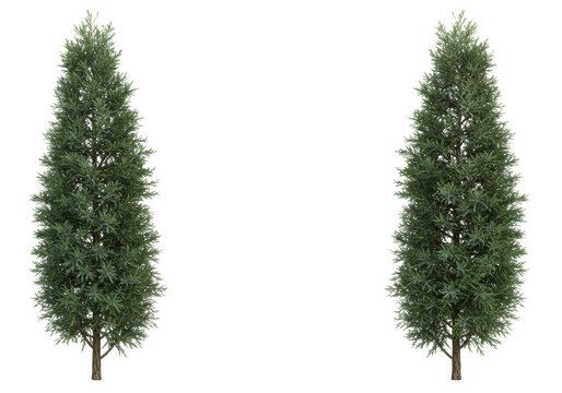 Isolated arborvitae trees, conifers, evergreen foliage, upright plants for landscaping design
