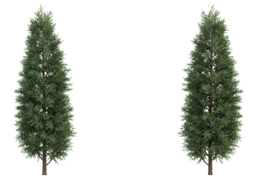 Isolated arborvitae trees, conifers, evergreen foliage, upright plants for landscaping design
