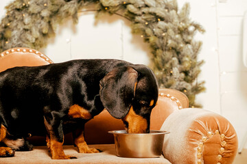 One beautiful black dachshund dog is standing on the floor near an iron bowl. New Year's hundred