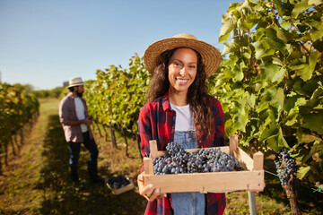 Workers are busy harvesting fresh grapes in a sunny vineyard. The family-owned business thrives with tradition while contributing to local wine production.