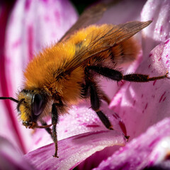 Macro Bee on Pink Petal