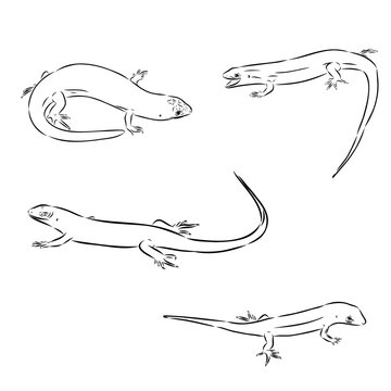 lizard, vector sketch