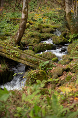 秋の渓流の流れ
