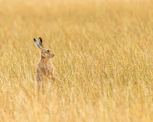 European have, Alone in a wheat field ever watchful.