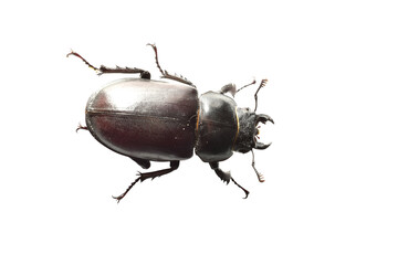 Stag beetle is a large beetle of the genus Lucanus on a white background.