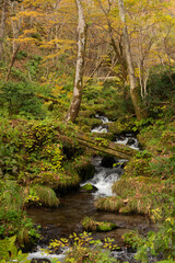 秋の渓流の流れ