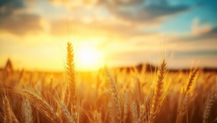 A golden wheat field under a vibrant sunset, with wispy clouds accentuating the warm colors of the sky.
