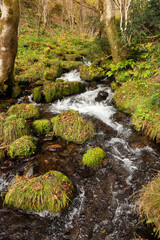 秋の渓流の流れ