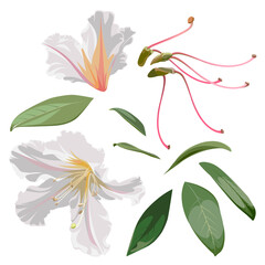 Set of beautiful blossoming Rhododendron flowers. White plant isolated on a white background. 