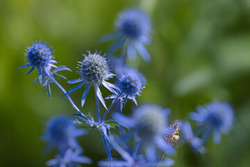 blaue Edeldistel - Flacheblatt Mannstreu