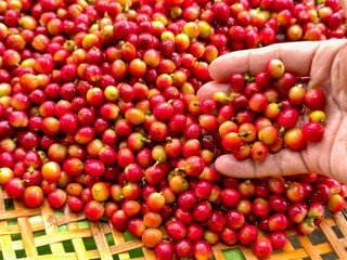 Hand holding ripe red coffee cherries above bamboo tray, selective focus, organic coffee harvest process and natural agriculture background.
