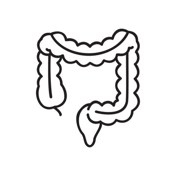 Colon Health Diagram Anatomy Digestion Disease Awareness Gastroenterology Intestinal System Gut Health Digestive System