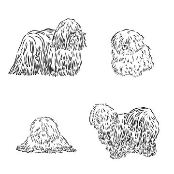  puli dog logo design