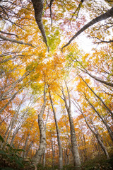 Fototapeta premium 紅葉したブナの森