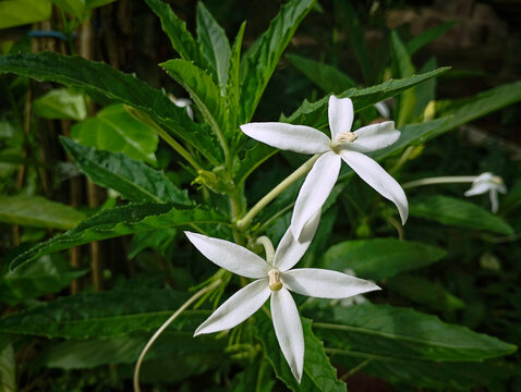 Hippobroma longifora (Ki Tolod) is a medicinal plant in the form of an upright terna that reaches a height of 60 cm. Although it has anti-inflammatory properties, unfortunately its sap is poisonous.