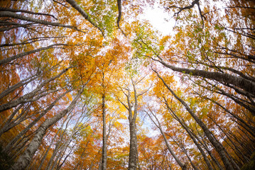 紅葉したブナの森