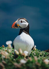 Close-up of a Puffin bird in its breeding habitat