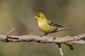Fototapeta premium Black chinned Siskin, Spinus barbatus, in Calden Forest environment, La Pampa, Argentina.