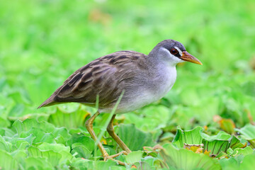 White-browed Crake, beautiful bird standing on floating plants in wetland swamp