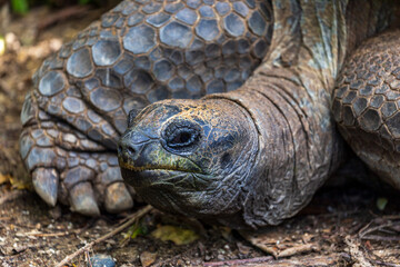 Obraz premium Giant tortoises exhibit a natural posture that embodies longevity and a slow-paced lifestyle.
