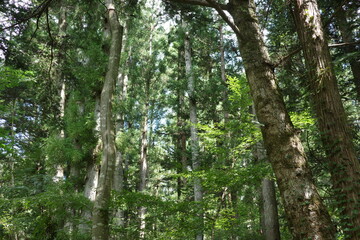 仙台市青葉山で撮影した、初夏の日光が差し込むスギ林。