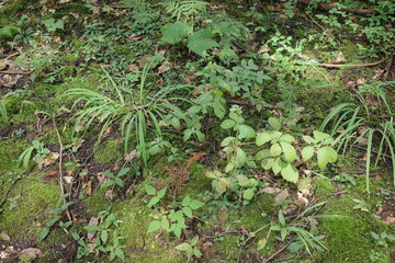 仙台市青葉山で撮影した、初夏の針葉樹林でわずかに光が差し込む林床に生える植物たち。