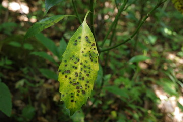 仙台市青葉山の初夏の森で見かけた、個性的な斑点模様のアオキの葉。