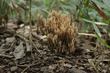 仙台市青葉山の初夏の森で生え始めたホウキタケ。
