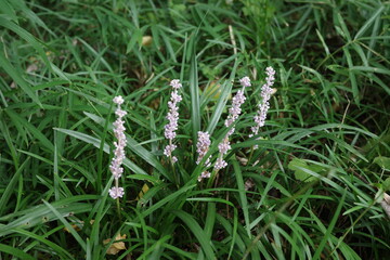 仙台市青葉山の初夏の森、日陰の林床でひっそりと咲くヤブラン。