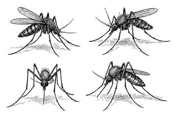 Mosquitoes in multiple biting and resting poses with detailed vintage hand drawn sketch engraving style, Transparent Background