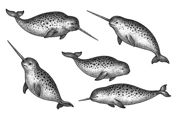 Narwhals with long spiral tusks in various swimming poses in detailed vintage hand drawn sketch style, Transparent Background © FriskySloths
