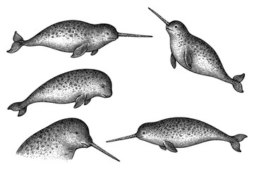 Narwhals with long spiral tusks in various swimming poses in detailed vintage hand drawn sketch style, Transparent Background © FriskySloths