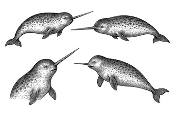 Narwhals with long spiral tusks in various swimming poses in detailed vintage hand drawn sketch style, Transparent Background © FriskySloths