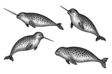 Narwhals with long spiral tusks in various swimming poses in detailed vintage hand drawn sketch style, Transparent Background © FriskySloths