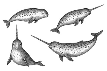 Narwhals with long spiral tusks in various swimming poses in detailed vintage hand drawn sketch style, Transparent Background © FriskySloths