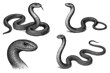 Black mamba snake in hand-drawn sketch style with textured shading, Transparent Background
