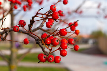 Bright clusters of red rowan berries on the bare branches of a tree in late autumn. A vibrant seasonal nature background with a pattern of fruit and twigs on a blurred background.