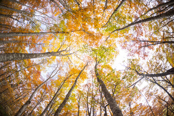 紅葉したブナの森