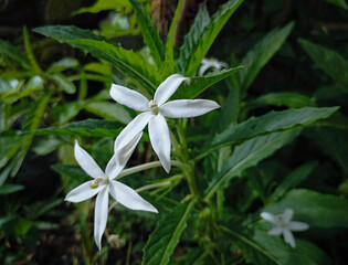 Hippobroma longifora (Ki Tolod) is a medicinal plant in the form of an upright terna that reaches a height of 60 cm. Although it has anti-inflammatory properties, unfortunately its sap is poisonous.