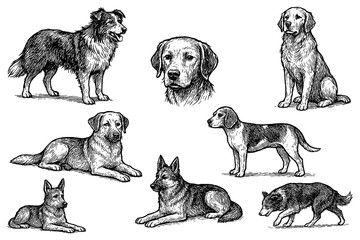 Dog breeds in poses with hand drawn sketch style, Transparent Background