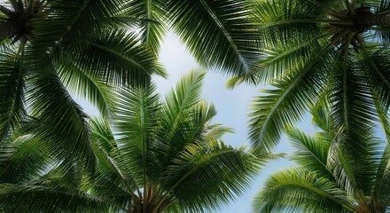 Fototapeta premium Looking Up Through Palm Trees Towards a Bright Sky